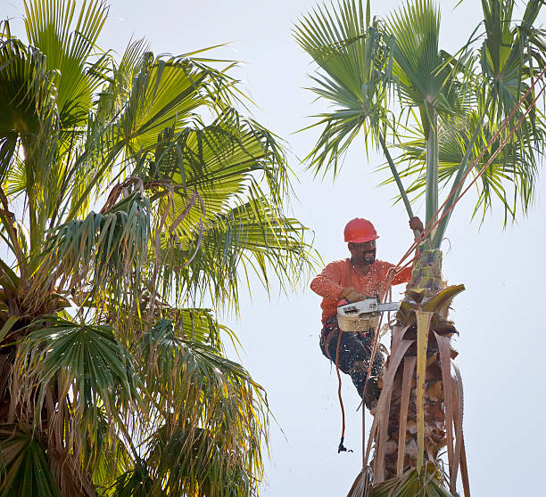 Best Tree Removal Near Me  in Afton, MN